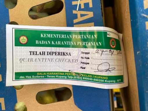 Ekspor Puluhan Ribu DOC Tujuan Timor Leste Lolos KH-11