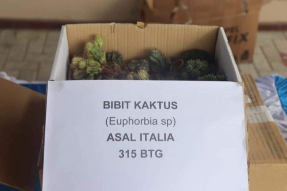 Bibit Kaktus Euphorbia asal Italia
