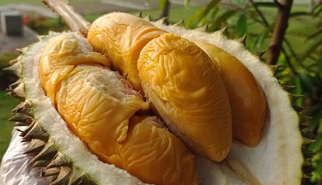 durian-duren-foto-ig-durianstore