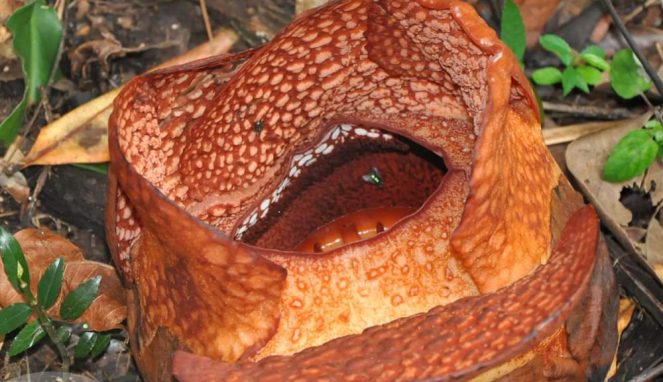 Konservasi Rafflesia arnoldii R.Br Diluar Habitatnya 16 Tahun Lalu, Pertama Kali Mekar September 2022 Uritanet.com