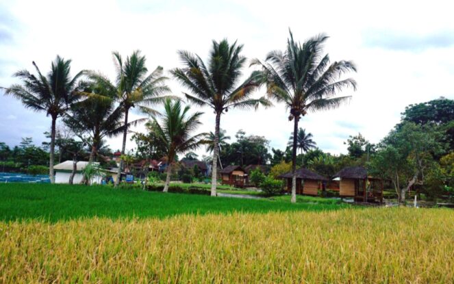 Agrowisata Sawah Kakung Magelang